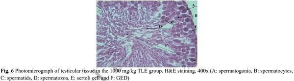 Evaluation of Sperm Parameters, Reproductive Hormones, Histological Criteria, and Testicular Spermatogenesis Using Turnip Leaf (Brassica Rapa) Hydroalcoholic Extract in Male Rats: An Experimental Study - Image 9