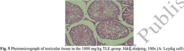 Evaluation of Sperm Parameters, Reproductive Hormones, Histological Criteria, and Testicular Spermatogenesis Using Turnip Leaf (Brassica Rapa) Hydroalcoholic Extract in Male Rats: An Experimental Study - Image 8