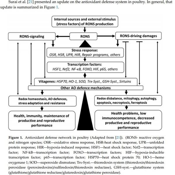 Antioxidants in Poultry Nutrition and Reproduction: An Update - Image 1