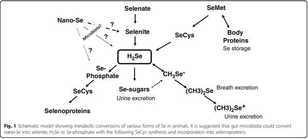 Nano-Se Assimilation and Action in Poultry and Other Monogastric Animals: Is Gut Microbiota an Answer? - Image 3