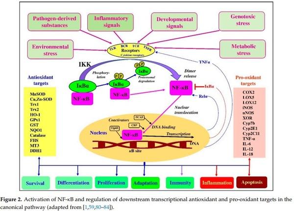 Redox Homeostasis in Poultry: Regulatory Roles of NF-kB - Image 2