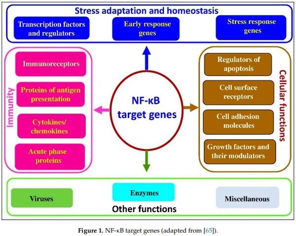 Redox Homeostasis in Poultry: Regulatory Roles of NF-kB - Image 1