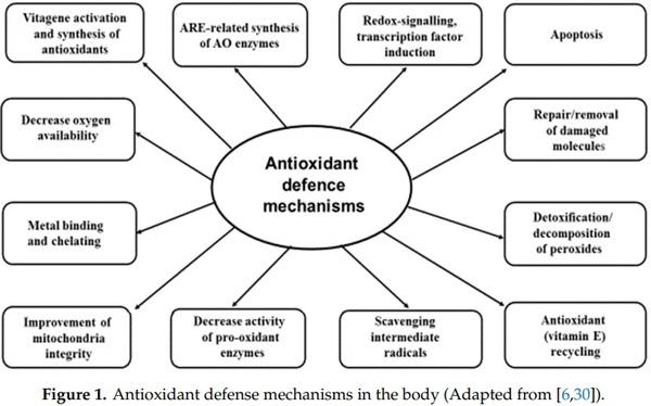 Revisiting Oxidative Stress and the Use of Organic Selenium in Dairy Cow Nutrition - Image 2