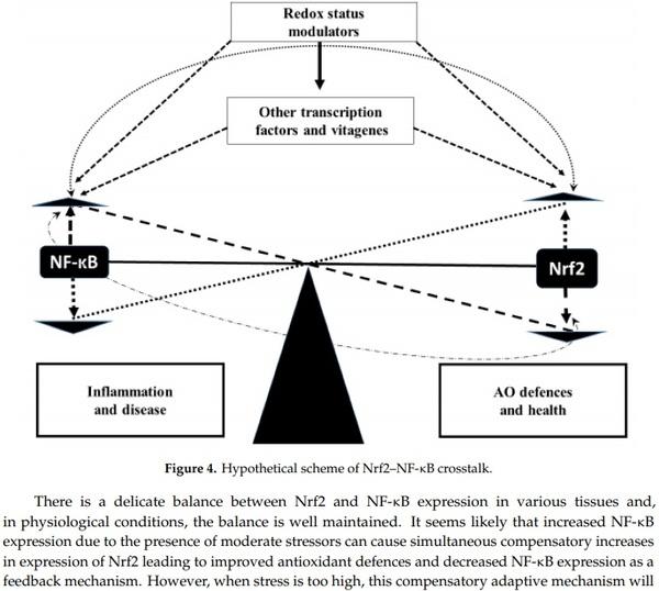 Antioxidant Defence Systems and Oxidative Stress in Poultry Biology: An Update - Image 7