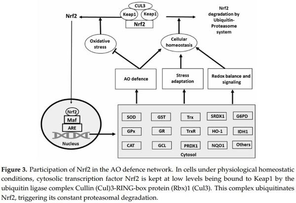 Antioxidant Defence Systems and Oxidative Stress in Poultry Biology: An Update - Image 5