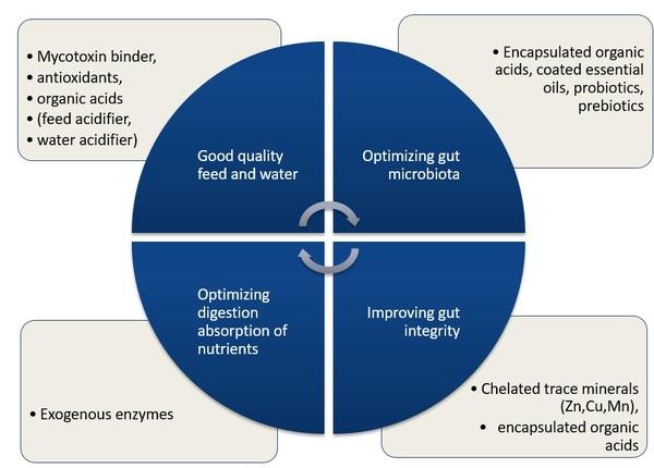 Nutritional strategies for poultry gut health in antibiotic-free production - Image 2