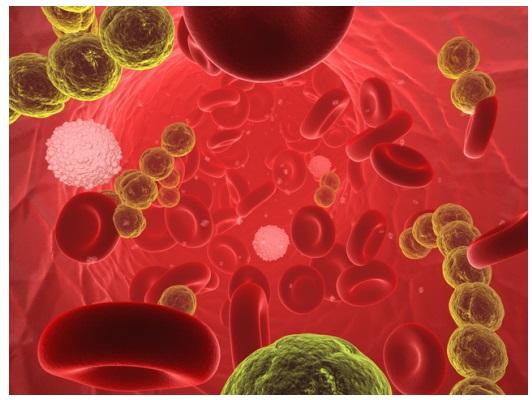 Streptococcosis control in swine production - Image 2