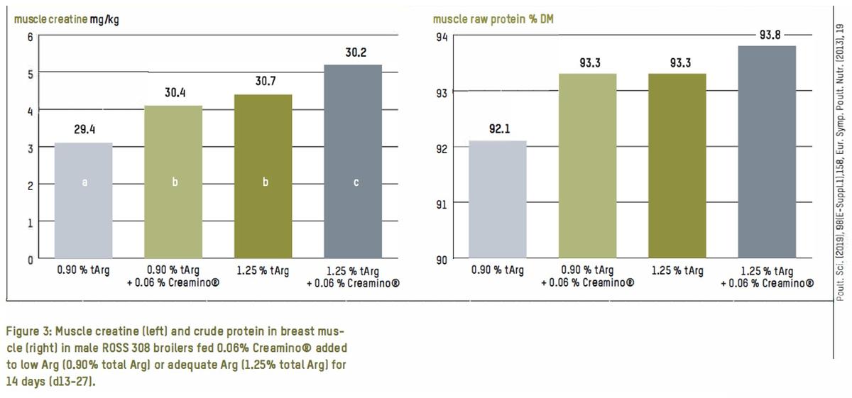 Adequate muscle creatine Why is it important for broilers? - Image 5