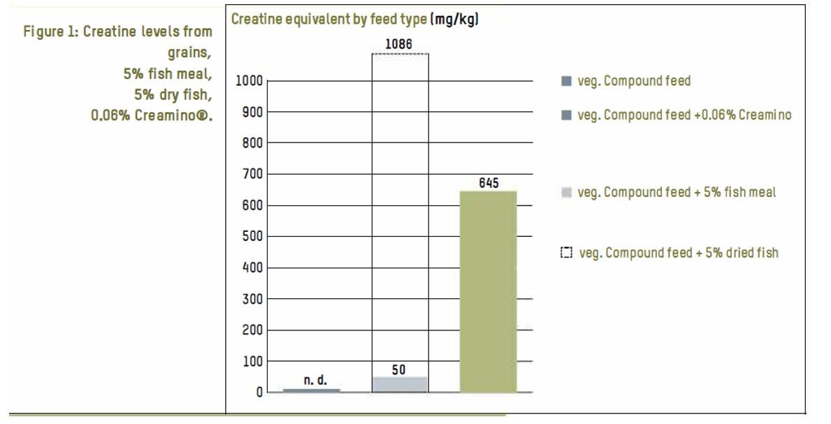 Adequate muscle creatine Why is it important for broilers? - Image 1