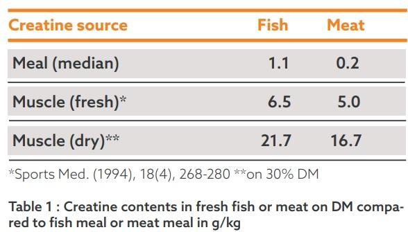 Adequate muscle creatine Why is it important for broilers? - Image 1