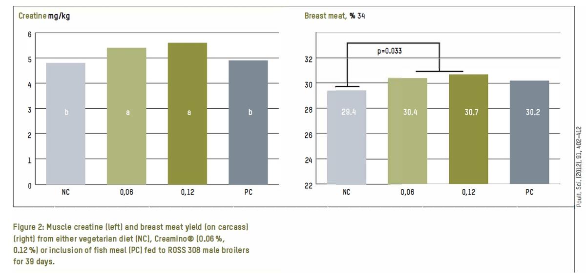 Adequate muscle creatine Why is it important for broilers? - Image 3