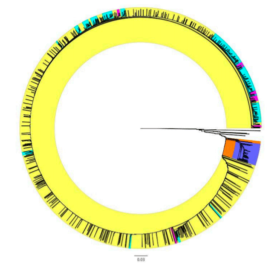 Figure 3. Dendrogram of pESI plasmids (n = 2627) based on the presence and absence of genes detected in two or more isolates. Clusters are colored based on the geographic source of the plasmid or the bacterial host. Orange cluster only contained plasmids from Peru and one from Ecuador. Purple cluster is a sub-cluster of the orange cluster containing isolates with a specific group of genes. Yellow cluster contained plasmids from isolates of various sources. Blue clusters contained a majority of plasmids isolated in bacteria collected from U.S. food. Pink cluster contained plasmids from isolates collected from U.S. or international human cases. Scale represents Jaccard distance.