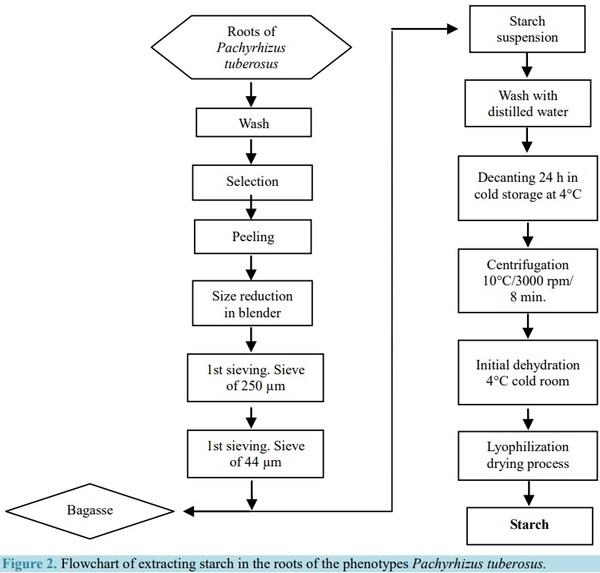 Extraction and Characterization of Starch Fractions of Five Phenotypes Pachyrhizus tuberosus (Lam.) Spreng - Image 2