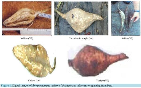 Extraction and Characterization of Starch Fractions of Five Phenotypes Pachyrhizus tuberosus (Lam.) Spreng - Image 1