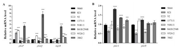 Figure 1. Relative expression level of colistin-resistance associated genes from tested colistin-resistant S. Infantis isolates. (A) Relative expression level of the phoP, phoQ, and mgrB genes. (B) Relative expression level of the pmrA and pmrB genes. All expression results were normalized relative to the gyrB gene by the 2−∆∆Ct method. Values are the means from results obtained in triplicate. Error bars represent the standard deviation of the mean value. One way ANOVA followed by Tukey’s post hoc test was used to compare the results obtained for colistin-resistant isolates to those for colistin-susceptible isolate Salmonella Infantis 9060((* p < 0.05, *** p < 0.001, and **** p< 0.0001).