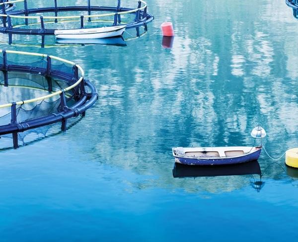 Preventing disease in Aquaculture - Image 1
