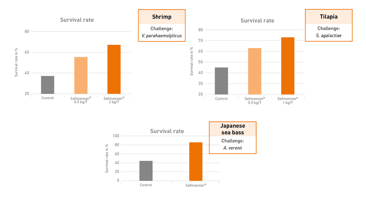 Preventing disease in Aquaculture - Image 1