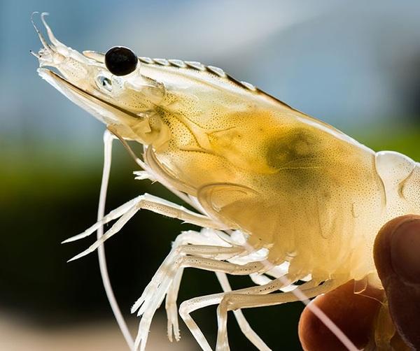 Stress management in aquaculture - Image 2