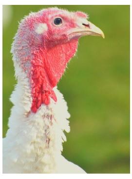 Animal welfare during the pandemic - Image 1