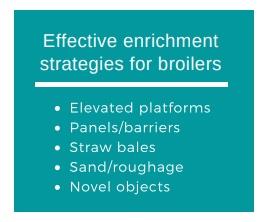 Effective enrichment strategies for broilers - Image 1
