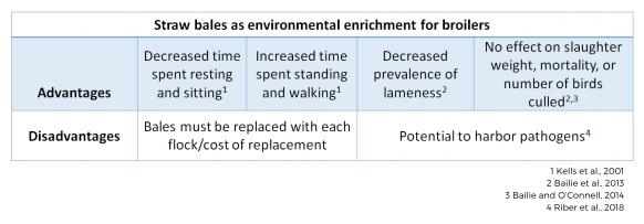 Effective enrichment strategies for broilers - Image 4