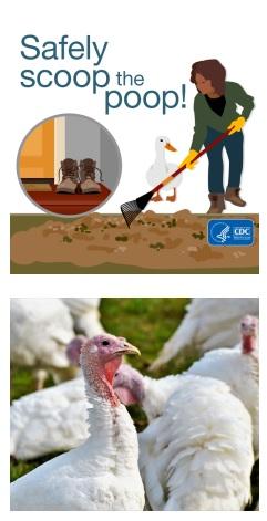 Salmonella in backyard poultry - Image 1
