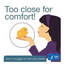 Salmonella in backyard poultry - Image 2