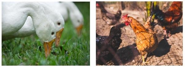 Salmonella in backyard poultry - Image 3