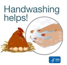 Salmonella in backyard poultry - Image 1