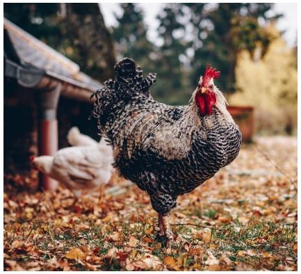 Salmonella in backyard poultry - Image 1