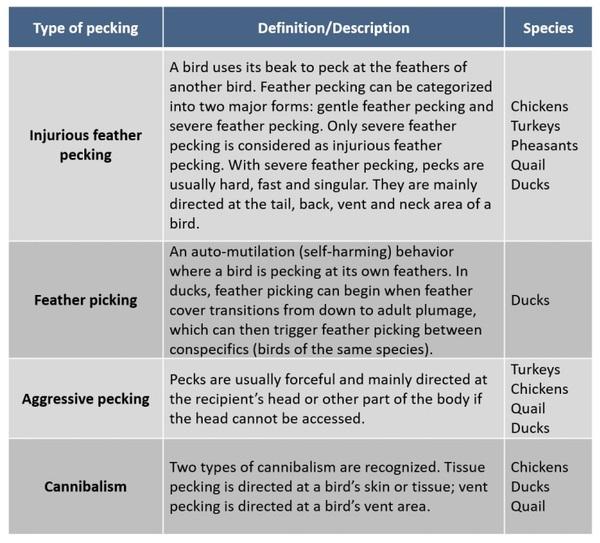 Injurious pecking behavior of poultry - Image 3