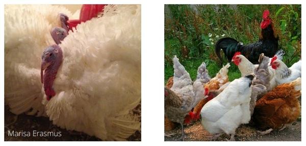 Injurious pecking behavior of poultry - Image 4