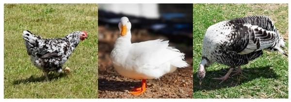 Injurious pecking behavior of poultry - Image 2