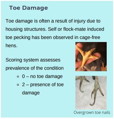 Animal welfare assessment for laying hens - Image 8