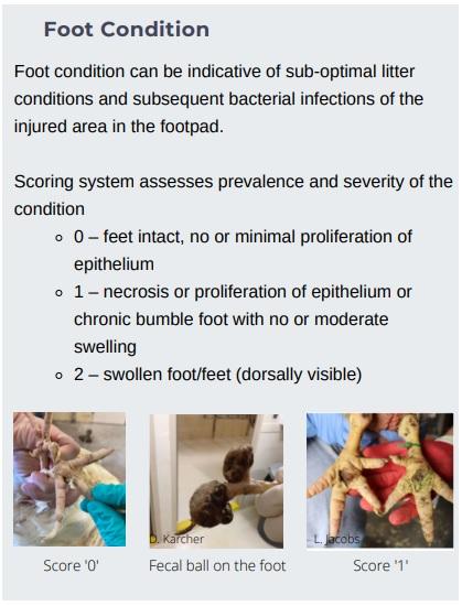 Animal welfare assessment for laying hens - Image 9