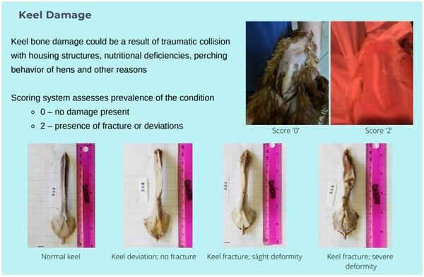 Animal welfare assessment for laying hens - Image 7