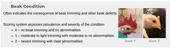 Animal welfare assessment for laying hens - Image 6