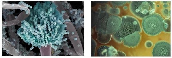 Solutions against Mycotoxins - Image 1