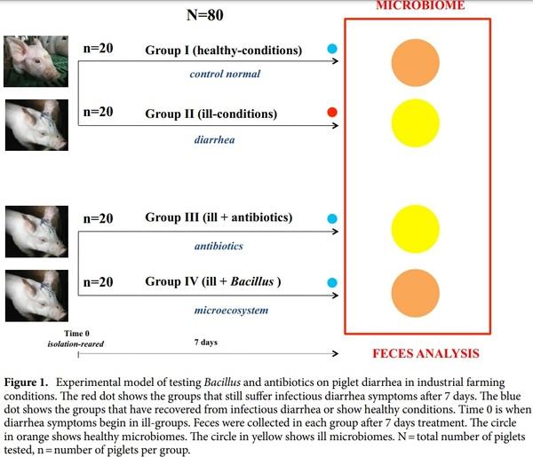 Curing piglets from diarrhea and preparation of a healthy microbiome with Bacillus treatment for industrial animal breeding - Image 1