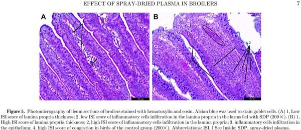Field evaluation of feeding spray-dried plasma in the starter period on final performance and overall health of broilers - Image 2