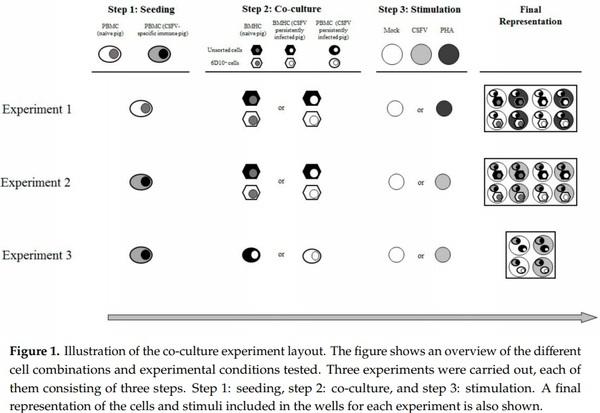 Identification of an Immunosuppressive Cell Population during Classical Swine Fever Virus Infection and Its Role in Viral Persistence in the Host - Image 1