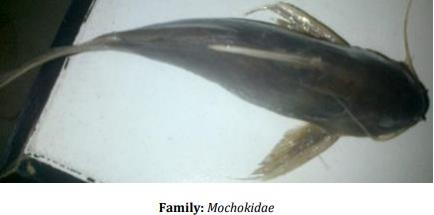 Catalogue of Some Saltwater and Freshwater Fish Species of the Niger Delta Region of Nigeria - Image 24