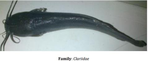 Catalogue of Some Saltwater and Freshwater Fish Species of the Niger Delta Region of Nigeria - Image 20