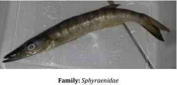 Catalogue of Some Saltwater and Freshwater Fish Species of the Niger Delta Region of Nigeria - Image 14