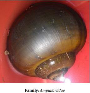 Catalogue of Some Saltwater and Freshwater Fish Species of the Niger Delta Region of Nigeria - Image 33