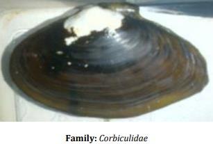 Catalogue of Some Saltwater and Freshwater Fish Species of the Niger Delta Region of Nigeria - Image 19