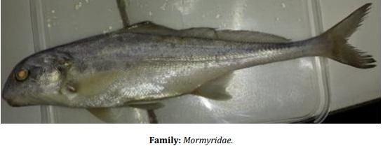 Catalogue of Some Saltwater and Freshwater Fish Species of the Niger Delta Region of Nigeria - Image 28