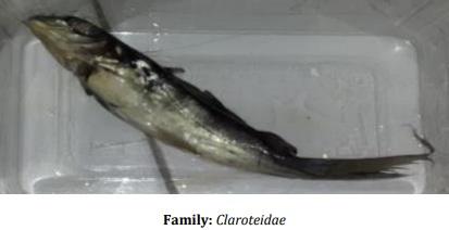 Catalogue of Some Saltwater and Freshwater Fish Species of the Niger Delta Region of Nigeria - Image 12