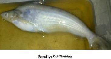 Catalogue of Some Saltwater and Freshwater Fish Species of the Niger Delta Region of Nigeria - Image 22