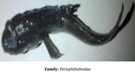 Catalogue of Some Saltwater and Freshwater Fish Species of the Niger Delta Region of Nigeria - Image 2